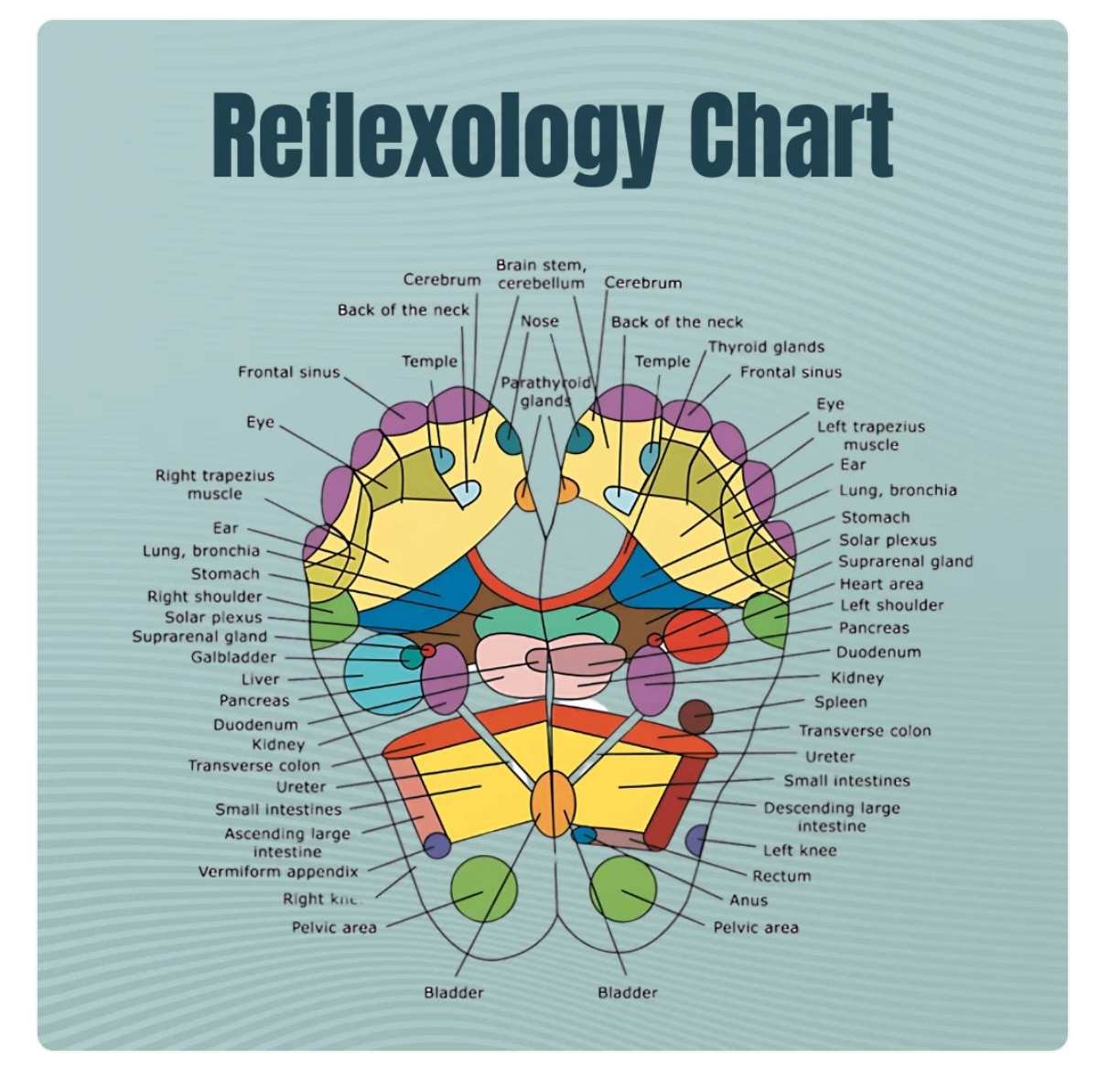 Foot reflexology chart mapping zones of the sole to the body